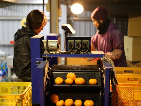 和歌山県産　家庭用　セミノールオレンジ　10㎏　サイズ混合　4月中旬より発送　柑橘　みかん　国産　ギフト　甘い　フルーツ　オレンジ　ジューシー　果物　ミカン　果汁　甘酸っぱい　和歌山　おいしい