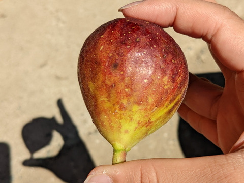 【終了間近】福岡県限定生産　糖度平均18度越え！ じぃじのいちじく・秋（とよみつひめ 約1.2kg）【18〜30個】