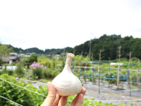 マイドルな口当たり『甲賀ジャンボニンニク』1㎏