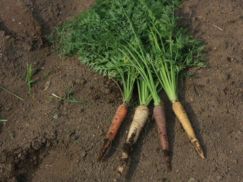 【栄養価が高い】しゅんセット(8〜10品目前後)