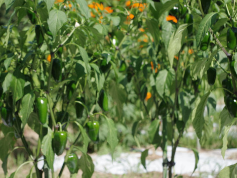 淡路島産！ハラペーニョ唐辛子500g【農薬化学肥料不使用】