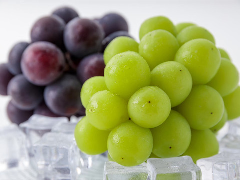 シャインマスカットとニューピオーネ又はオーロラブラック１房づつ(１房500g前後)８月下旬より順次発送