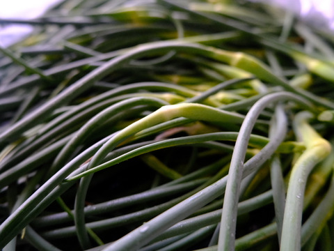 一度食べてほしい綾町産有機ニンニクの芽（500ｇ）