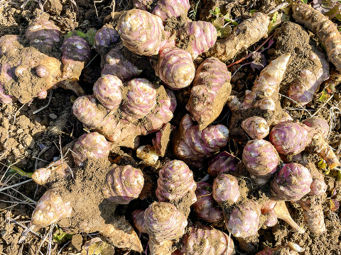 【産直直送！】宮城県産 菊芋500g  紅菊芋 自然栽培 イヌリン 栽培中農薬不使用 赤菊芋 生きくいも 生食