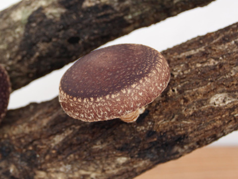 【期間限定】ジューシーで風味豊かな原木しいたけ『生』500g