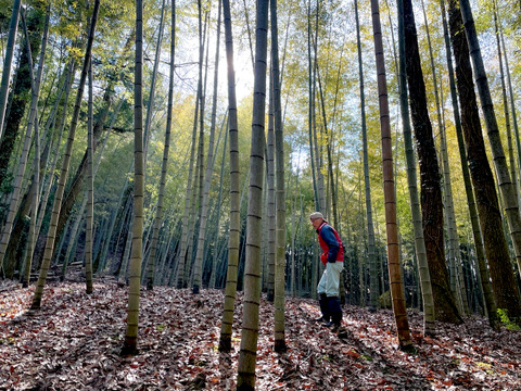 【2026年産】旬の天然タケノコ2kg（富山県氷見産 / ふるさと納税可）/ 栽培期間中、農薬・化学肥料・除草剤不使用［朝掘り採れたて発送］