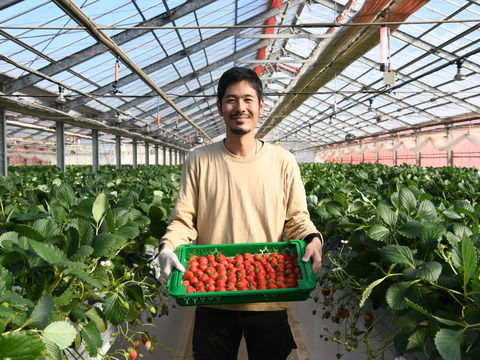 【品種おまかせ】船橋産完熟いちご230g×4P