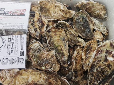 【水産庁補助事業　送料無料】🦪 生食用８ｋｇ（56~130粒） 殻付き 牡蠣 牡蛎 殻付き牡蛎 kaki カキ 松島牡蠣屋 BBQに最適🔥 海産物 オイスター oyster 生牡蠣【冬ギフト】