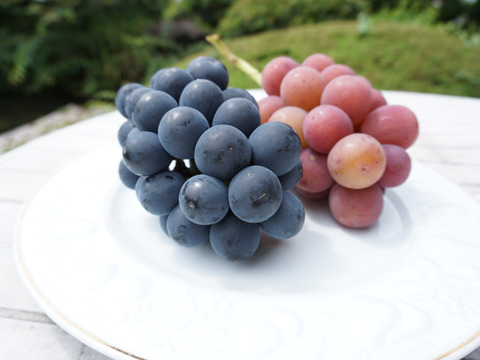 平井利右衛門の黒赤ぶどうセット(ブラックビート、悟紅玉(ゴルビー)/粒1.5kg)