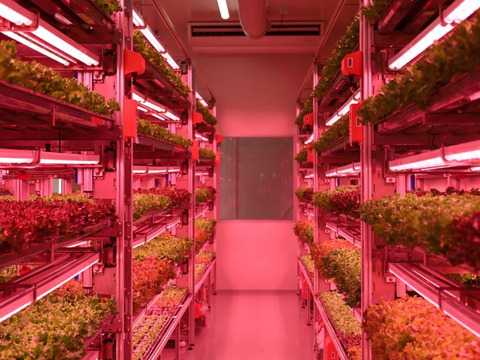 美食の演出！エディブルフラワー『SANOKA』マリーゴールド MIX8輪入り 食用花 ケーキ スイーツ 肉料理　魚料理デコレーションにも！