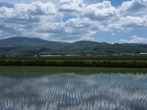 北海道深川産 特別栽培米 黒米300g （合わせ買い対象）