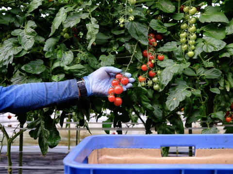 ジュワッと広がる旨み！寒暖差熟成"甲佐町産ミニトマト" (1kg)