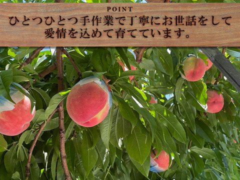 【すぐ発送！🍑山梨日川白鳳】約2キロ！中サイズ8〜9個でお届け！一度食べたら忘れられない  その時期一番おいしい品種をお届け【品種おまかせ】