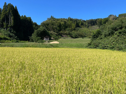 【2025年度産】［玄米］自然栽培イセヒカリ3kg（富山県氷見産）