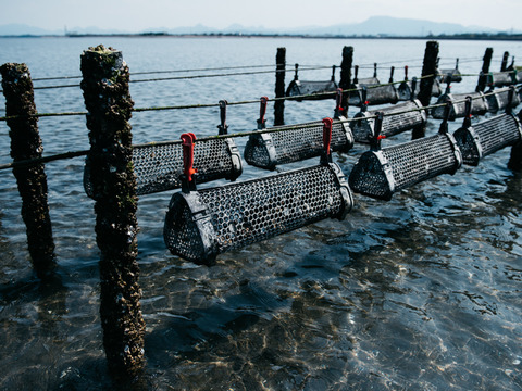 【冷凍殻付き生食用牡蠣】大分中津のブランド牡蠣ひがた美人10粒（Mサイズ：1粒40ｇ程度）
