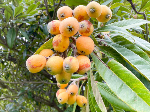 【自然栽培・旬の味覚】稀少な宮城県産 びわの実3パック びわの葉のおまけ付き