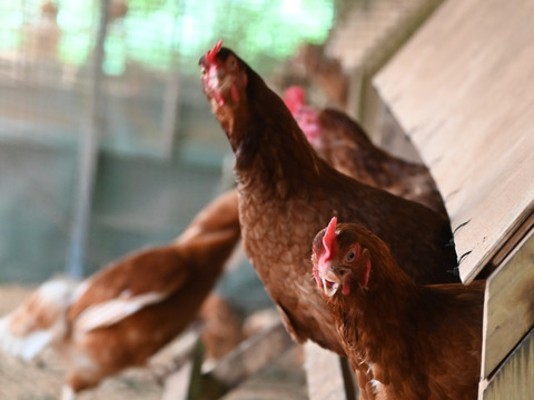 【平飼い・白身ぷるん！】ばあちゃんの昔たまご 佐賀県伊万里産 ごとうもみじ 20個