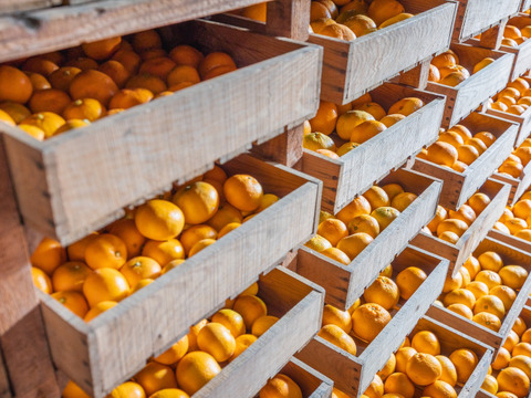 【蔵出し熟成みかん！】 5kg　青島Ｓ-Ｍ