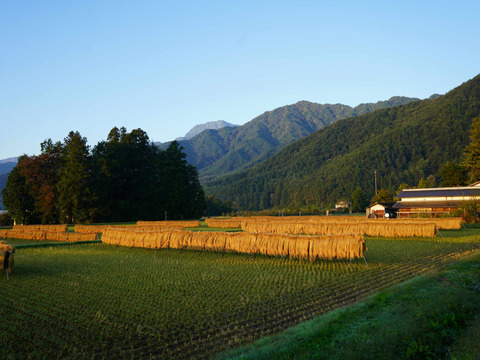 北アルプス山麓で育った自然栽培　天日干し「朝日」玄米3㎏