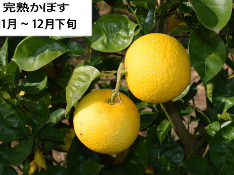 【お徳用・訳アリ品】超便利な種無しかぼす（10kg）