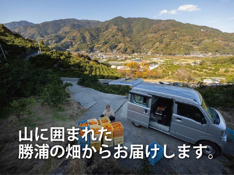 【寒い冬にどうぞ】今が一番おいしい中生みかん（家庭用）10kg｜勝浦町産