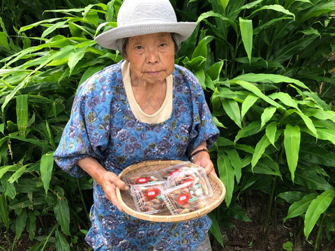 自然栽培 シャキシャキみょうが ミョウガたっぷり使える70g 80ｇ １２パック薬味に味噌汁や天ぷらなど 期間限定お早めに 徳島県産 食べチョク 農家 漁師の産直ネット通販 旬の食材を生産者直送