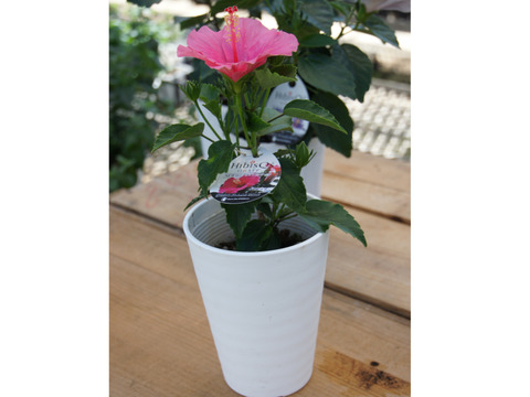 ロングライフハイビスカス  ジュノ[4寸鉢]