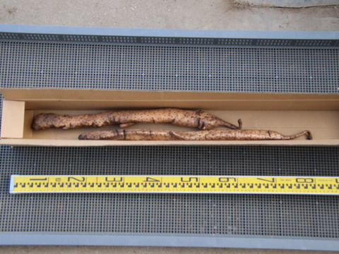 自然薯　1180ｇ（25-1-04）