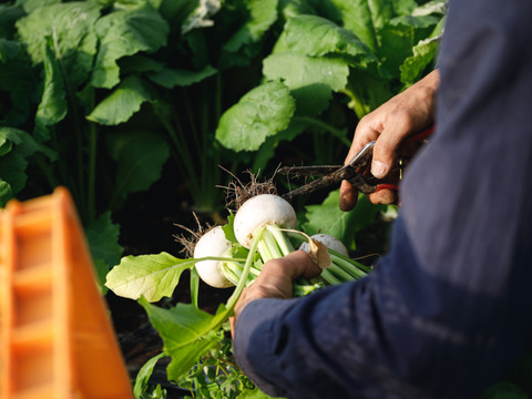 信州産朝採れ！おまかせ旬の野菜セットC