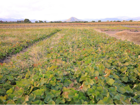 【熟成さつまいも3種食べ比べ】種類別の蜜たっぷりの焼き芋を贅沢に楽しめる〈厳選〉安納芋・紅はるか・安納黄金（3kg）🍠🍯ひとつひとつ紙に包んでお届けでプレゼントにも大人気🎁✨熨斗承ります！