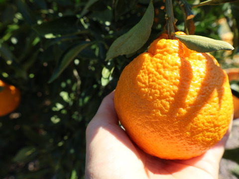 農家直送！しらぬい　2.5kg  【平武農園】〜蛍飛ぶ町から旬の便り〜　和歌山｜有田｜田口｜ギフト
