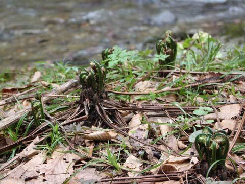 天然山菜　秋田のコゴミ200g（予約販売）世界遺産白神山地付近産
