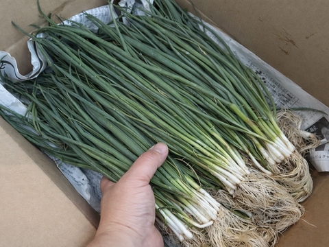 【固定種】『葉ネギ(下仁田ネギver)』(たっぷり800g)