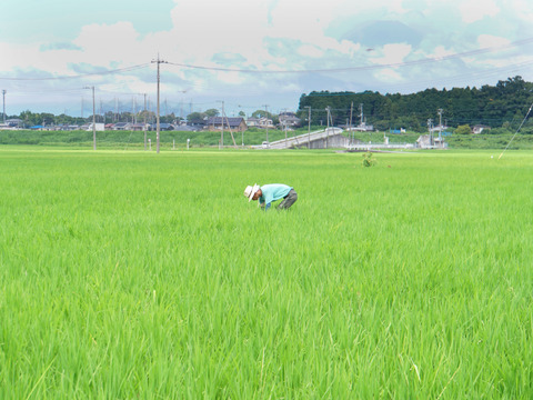 高アミロース・低GI米！豊受白米5㎏【2025年産】