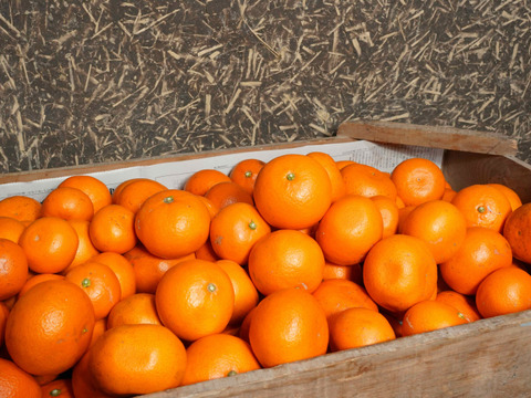 【お得❗️個性爆発】🍊大きさミックスご家庭用C品 せとか訳あり約2.8kg