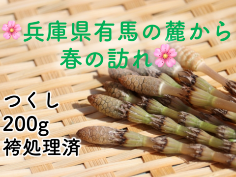 【袴処理済】有馬温泉の麓 天然つくし たっぷり200g 3月末頃から順次発送 土筆