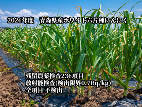 【令和8年度 新物 青森県産】ホワイト六片種にんにく 1kg  A2L品【贈答にも】