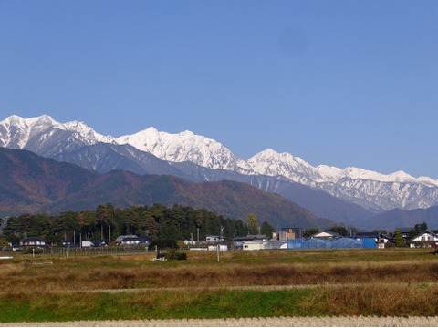 北アルプス山麓　自然栽培米　天日干し　朝日　玄米3㎏