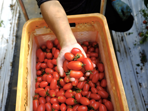 肉厚でジューシー！山の恵みがつくるアイコミニトマト (1kg)
