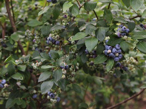 冷凍ブルーベリー（大・中・小粒のミックス）1kg