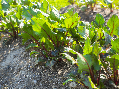 【京都産】　生ビーツ　約1.5kg　(葉なし６〜8個程度 )