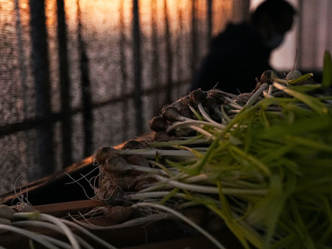 【農薬・肥料不使用】アクアポニックス発芽黄ニンニク10本セット