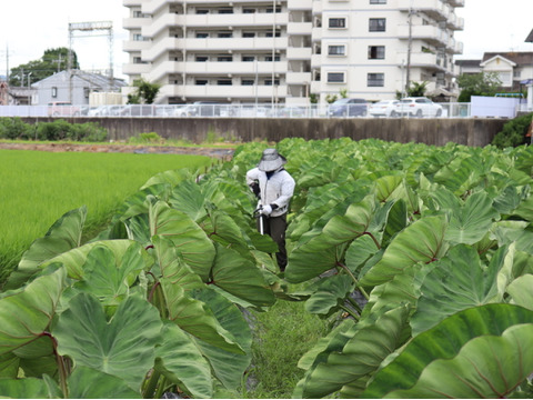ホクホク☆火の通り早い赤芽里芋の親芋　約3kg　～豚汁や煮物からコロッケ、グラタンまで使い道さまざま♪～