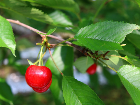 紅秀峰《秀品》Lサイズ以上｜栗原果樹園から旬を直送！山形県産さくらんぼ 500g