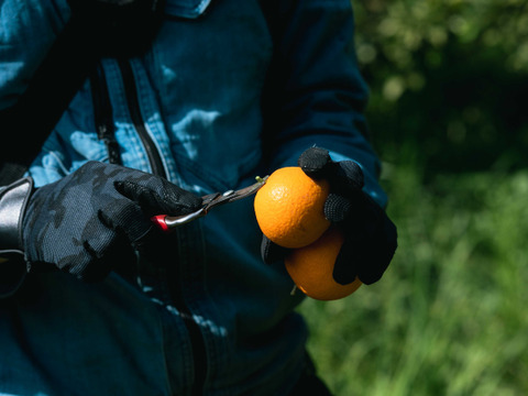 芳醇な香りと果汁あふれる 【清見オレンジ】Aセレクション3kgBOX（2.5kg）