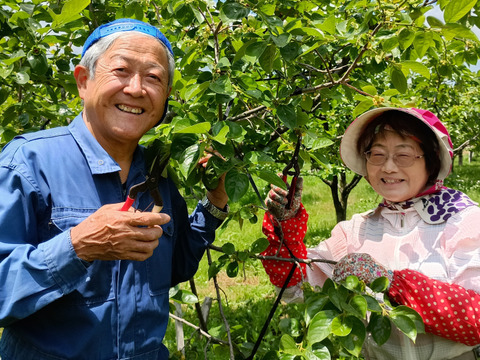 ＃チャンス５％引き　『輝太郎柿』４Ｌ・８個 ・２.４kg以上 白箱入り