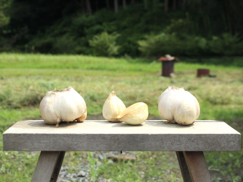 【岡山産】ジャンボニンニク　香り・栄養満点　10キロ　梱包資材込み　令和7 _960_230606000224.webp