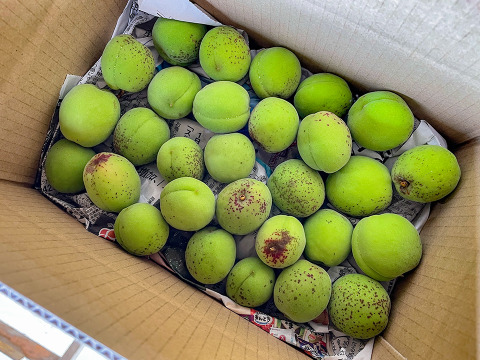 【6月13日頃発送】宮城県産 手摘み青梅3kg 梅酒・梅シロップにおすすめ 自然栽培 栽培期間中農薬不使用 サイズ不揃い