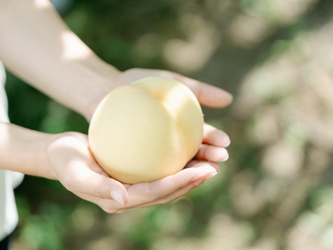 【夏ギフト:７月下旬発送・化粧箱入り】数量限定・希少品種！白桃の大トロ『おかやま夢白桃』5〜10玉（贈答用・熨斗対応)