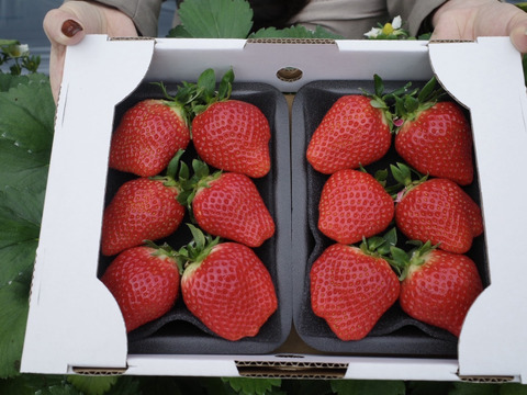 【お試し価格】極玉『いちごさん』1箱(約250g×2p入)🍓